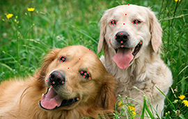 EC Markets注册登录猫脸标注